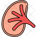Kidney Body Organ Icon