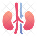 Kidneys Internal Organ Human Icon