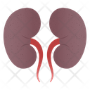 Kidneys Icon