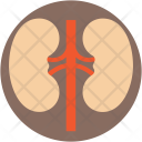 Kidneys Anatomy Renal Icon