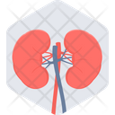 Kidneys Organ Body Icon