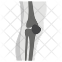 Knee Anatomy X Ray Icon
