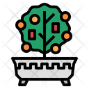 Kumquattree Kumquat Tree Icon
