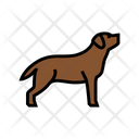 Labrador Retriever Pet Icon