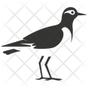 Lapwing bird  Icon