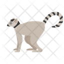 Lemur Animal Zoo Icon
