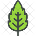Linden Leaf Nature Icon