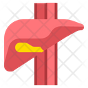 Liver Health Human Icon