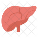 Human Liver Gallbladder Icon