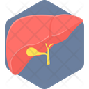 Liver Organ Human Icon