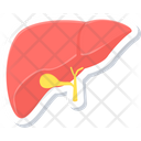 Liver Organ Human Icon