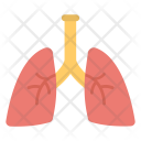 Respiratory Organ Lungs Icon