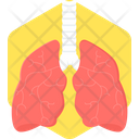 Lungs Human Organ Icon