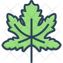 Maple Icon