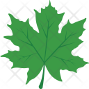 Maple Leaf  Icon