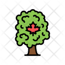 Maple Tree Icon