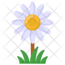 Marguerite Flower Icon