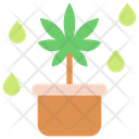 Pot Cannabis Marijuana Icon