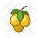 Marula Fruit Healthy Icon