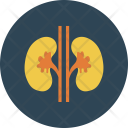 Medical Organ Kidney Icon