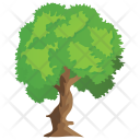 Mexican Sycamore Evergreen Icon