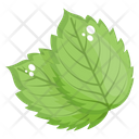 Mint Leaves Eco Leaves Plant Leaves Icon