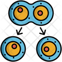 Mitosis Vegetative Cell Division Icon