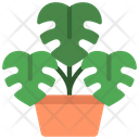 Monstera Plant  Icon