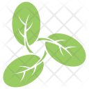 Moringa Leaves Icon