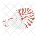 Nautilus Animal Wildlife Icon