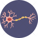Human Anatomy Nerves Neuron Icon