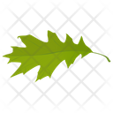 Oak Leaf Leaf Green Leaf Icon