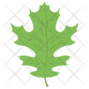 Oak Oak Leaf Palm Leaf Icon