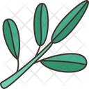 Olive Leaf  Icon