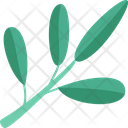 Olive Leaf  Icon