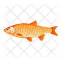 Orfe Fish Icon