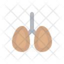 Organs Medical Health Icon