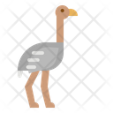 Ostrich Bird Zoo Icon