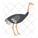 Ostrich Zoo Animal Icon