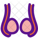 Ovarian Icon