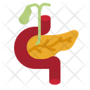 Pancreas Icon