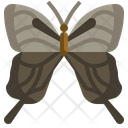 Papilio Machaon Insect Collecting Entomology Icon