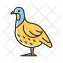 Partridge Bird Domestic Icon