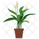 Peace Lily Plant Icon