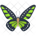 Peacock Wildlife Hexapod Icon