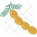 Peanut Nut Icon