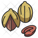 Pecan Food Nut Icon