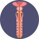 Human Anatomy Penis Male Organ Icon