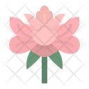 Peonie Flower China Icon
