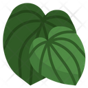 Peperromia Plant Botanic Icon